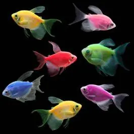 Color Splash Long-Fin Tetra Collection | GloFish® Fluorescent Fish