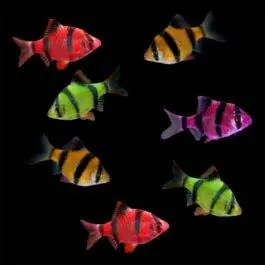 Color Splash Barb Collection | GloFish® Fluorescent Fish