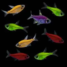 Color Splash Pristella Collection | GloFish® Fluorescent Fish