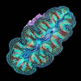 ORA Ultra Grade Crocea Clam - 1.25"