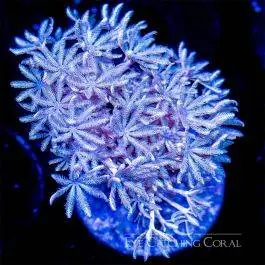 ECC Pulsing Xenia - Eye Catching Coral