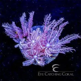 ECC Waving Hand Anthelia - Eye Catching Coral
