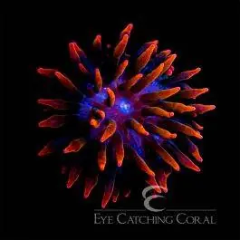 ECC Sherman Bubble Tip Anemone - Eye Catching Coral