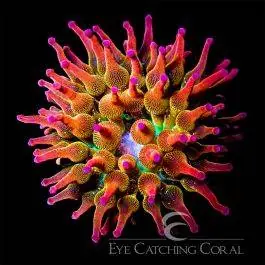 ECC Rainbow Bubble Tip Anemone - Eye Catching Coral