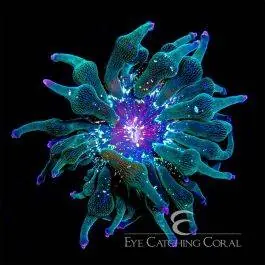 ECC Nexus Joker Bubble Tip Anemone - Eye Catching Coral