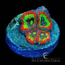 ECC Holy Grail Micromussa - Eye Catching Coral