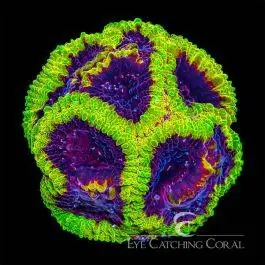 ECC Wolverine Favia - Eye Catching Coral