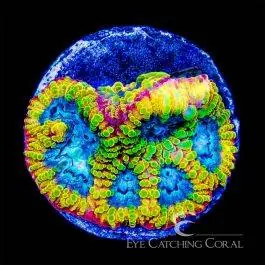 ECC Electric Daisy Favia - Eye Catching Coral