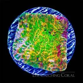 ECC Ludicrous Chalice - Eye Catching Coral