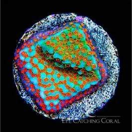 ECC Aquaman Montipora - Eye Catching Coral