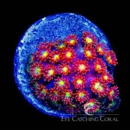 ECC Time Warp Goniopora - Eye Catching Coral