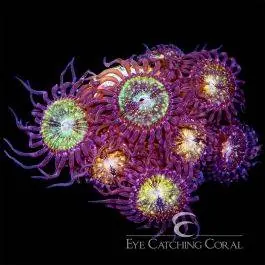 ECC Pink & Gold Zoanthid - Eye Catching Coral