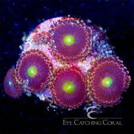 ECC Antimatter Zoanthid - Eye Catching Coral