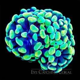 ECC Aurelia Branching Hammer - Eye Catching Coral