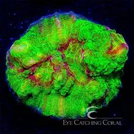 ECC Fuego Chalice - Eye Catching Coral