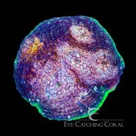 ECC Hypershock Acan Echinata - Eye Catching Coral