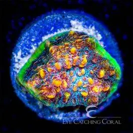 ECC Chalice Borealis - Eye Catching Coral