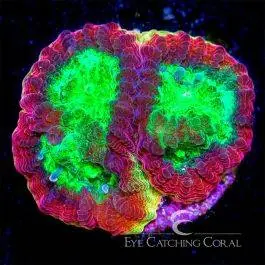 ECC Rainbow Rim Favia - Eye Catching Coral