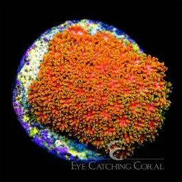 ECC Citrus Orange Short Polyp Goniopora - Eye Catching Coral