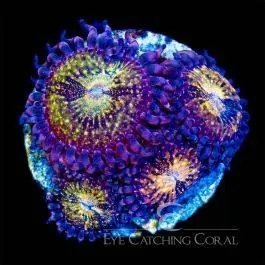 ECC Pandora Zoanthid - Eye Catching Coral