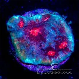ECC Frost Fire Chalice - Eye Catching Coral