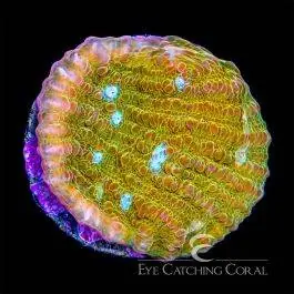 ECC Orange Sherbet Chalice - Eye Catching Coral