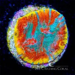 ECC Aphrodite Chalice - Eye Catching Coral