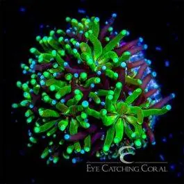 ECC Emerald Galaxea - Eye Catching Coral