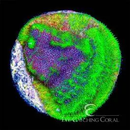 ECC Thunderstruck Psammocora - Eye Catching Coral