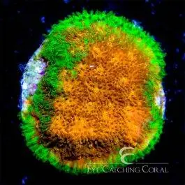 ECC Golden Charm Psammocora - Eye Catching Coral