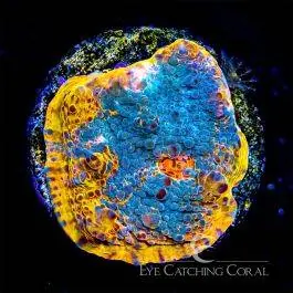 ECC Unicorn Poop Chalice - Eye Catching Coral