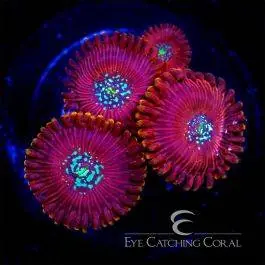 ECC Magician Zoanthid - Eye Catching Coral
