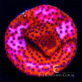 ECC Mystic Sunset Montipora - Eye Catching Coral