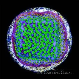 ECC Pokerstar Montipora - Eye Catching Coral