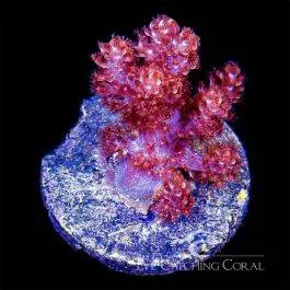 ECC Kenya Tree Leather - Eye Catching Coral
