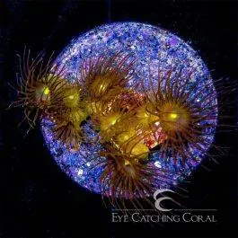 ECC Yellow Polyps - Eye Catching Coral