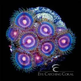 ECC Plasma Cutter Zoanthid - Eye Catching Coral