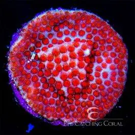 ECC Superman Porites - Eye Catching Coral