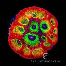 ECC Flame Boy Favia - Eye Catching Coral