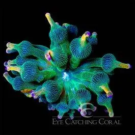 ECC Holy Grail Bubble Tip Anemone - Eye Catching Coral