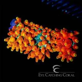 ECC Colorado Sunburst Bubble Tip Anemone - Eye Catching Coral