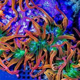 ECC Rainbow Inferno Bubble Tip Anemone - Eye Catching Coral