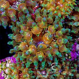 ECC Warp Drive Bubble Tip Anemone - Eye Catching Coral