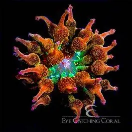 ECC Nexus Blaze Bubble Tip Anemone - Eye Catching Coral