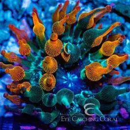 ECC Nexus Burst Bubble Tip Anemone - Eye Catching Coral