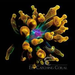 ECC Chicago Sunburst Bubble Tip Anemone - Eye Catching Coral
