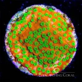 ECC Sunset Montipora - Eye Catching Coral