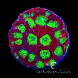 ECC Ring of Fire Favites - Eye Catching Coral