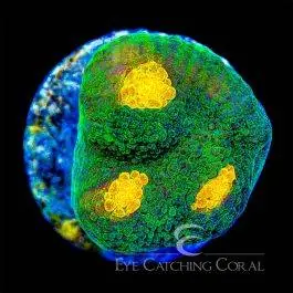 ECC Space Invader Chalice - Eye Catching Coral
