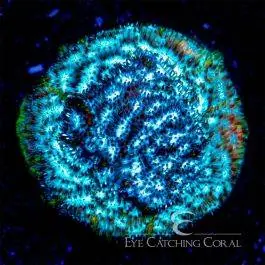 ECC Frankenstein Leptoseris - Eye Catching Coral